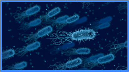 Bacterias Imagen